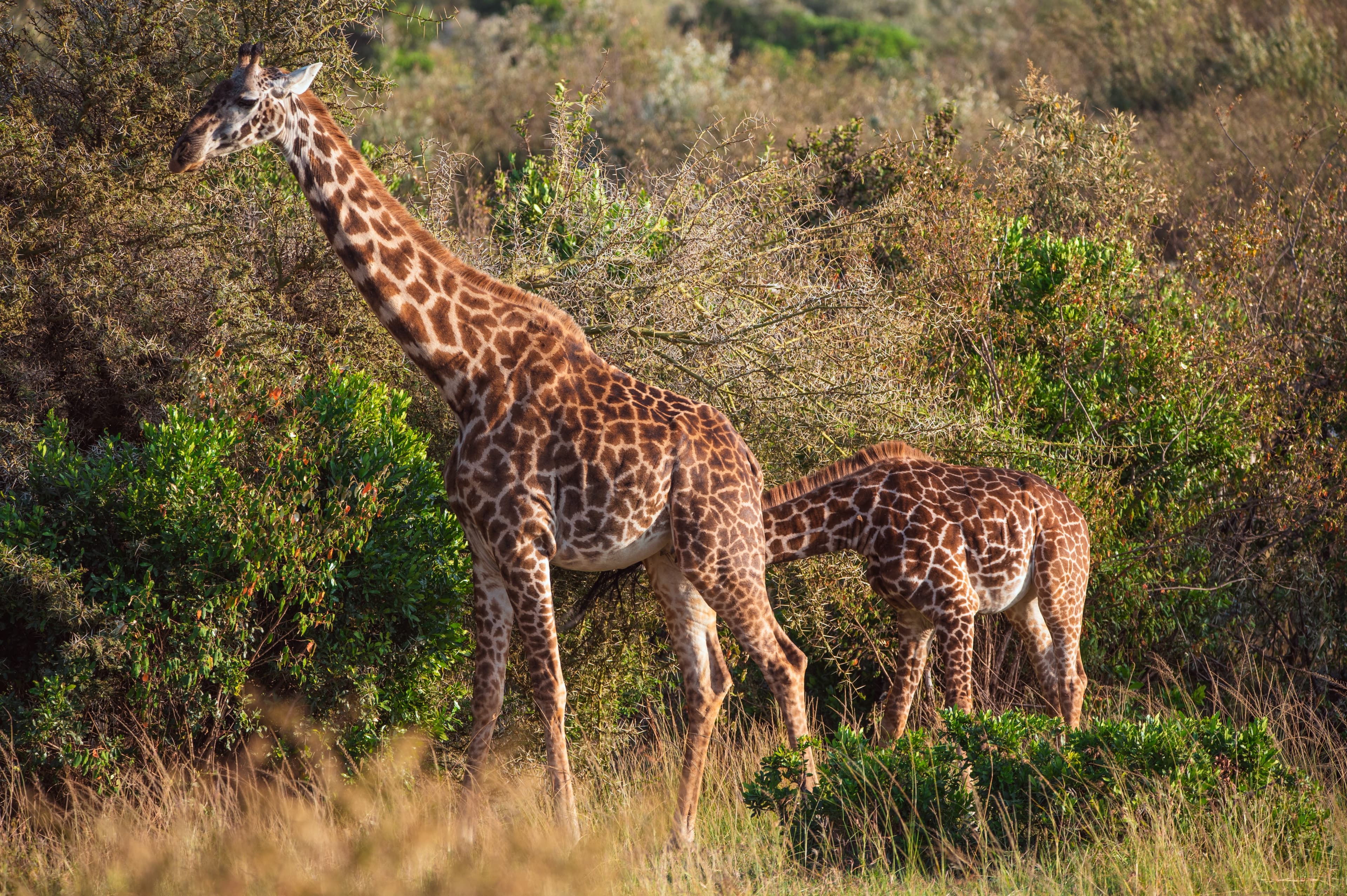 Nairobi National Park Half-Day Weekend Safari-Citizen/Resident Adult