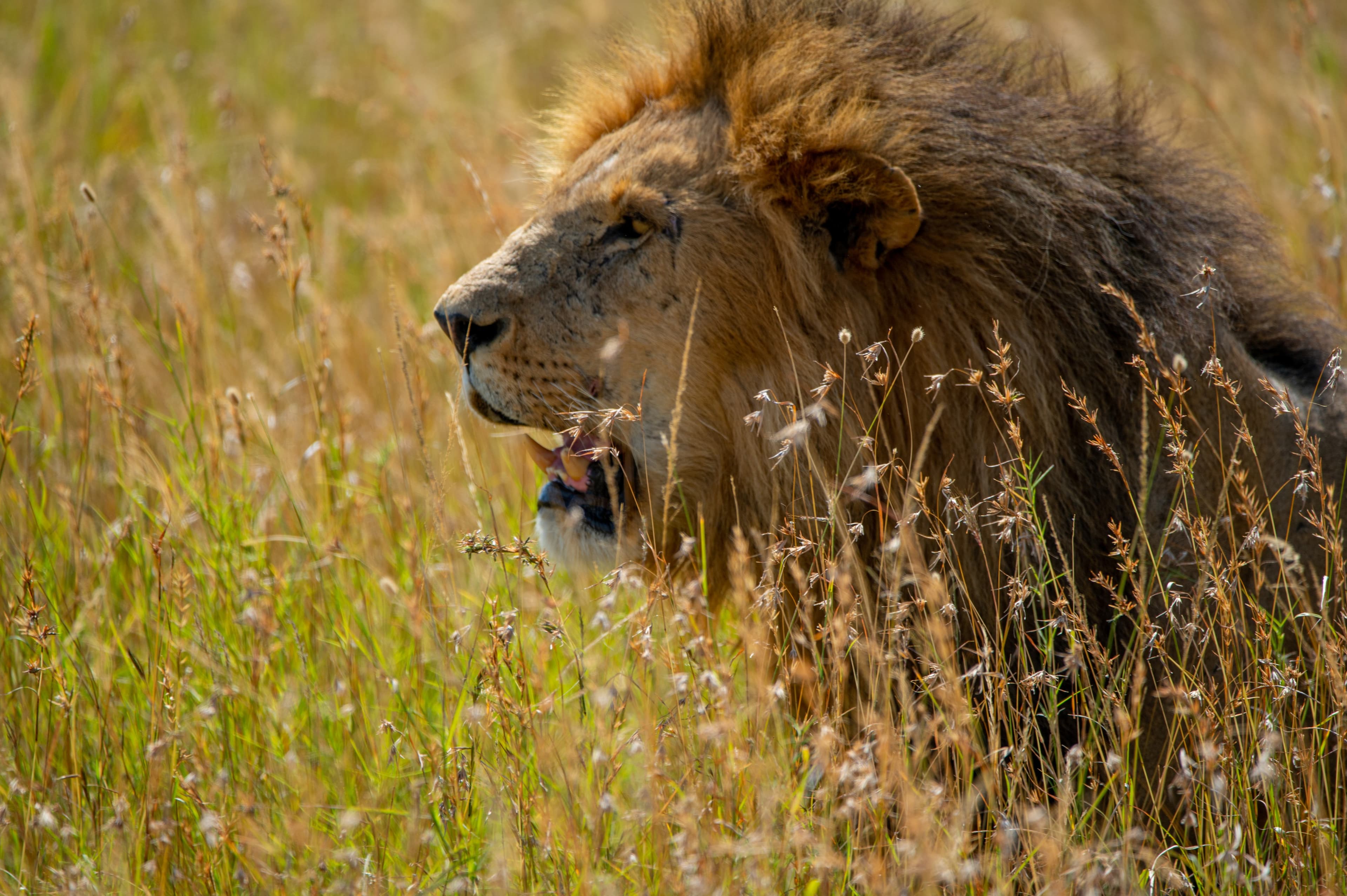 Nairobi National Park Half-Day Weekend Safari-Non Resident