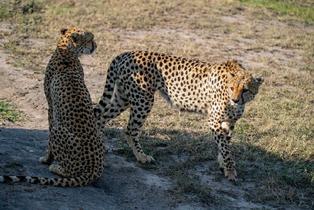 🇰🇪 The Ultimate Kenyan Safari — Nairobi, Naivasha, Maasai Mara & Nakuru