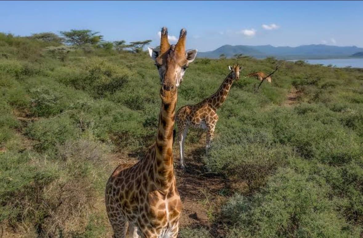 Nairobi Safari Experience